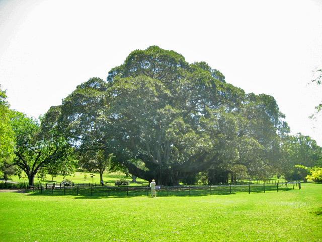 A 061 Sydney - Le Jardin botanique.jpg